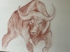 Buffle-Ich
